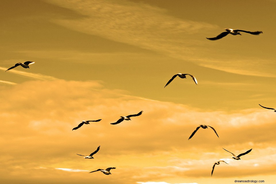 Drömmer om en flock fåglar – mening och förklaring 
