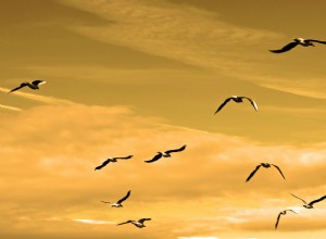Snění o hejnu ptáků – význam a vysvětlení 