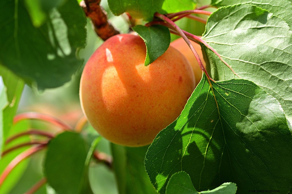 Abricots - Signification et symbolisme des rêves 