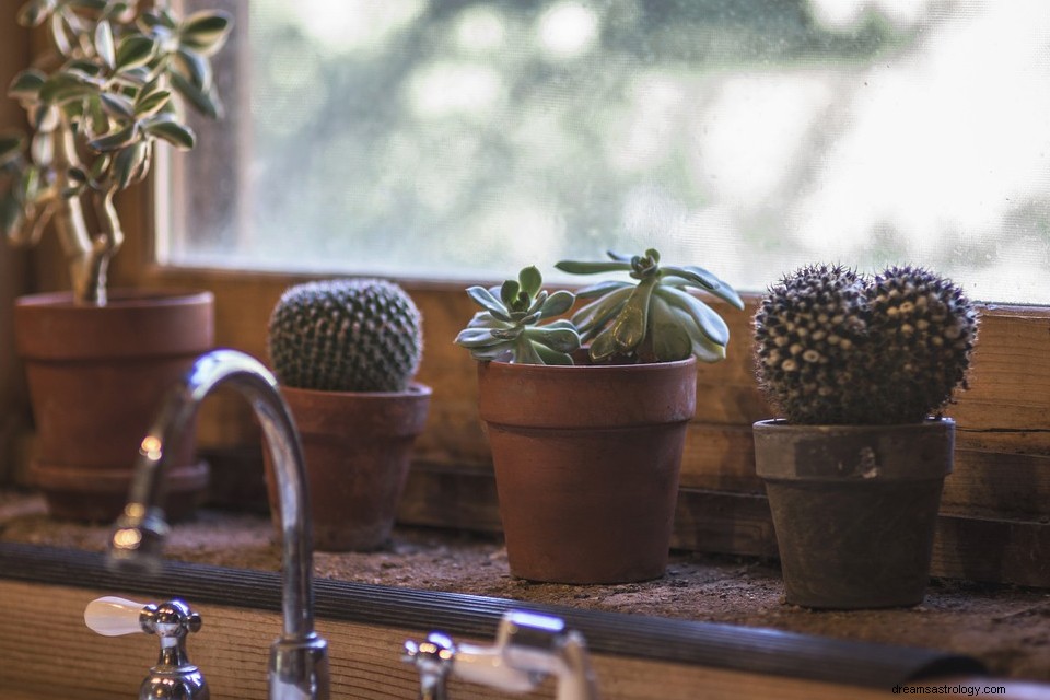 Cactus en un Sueño – Significado y Explicación 