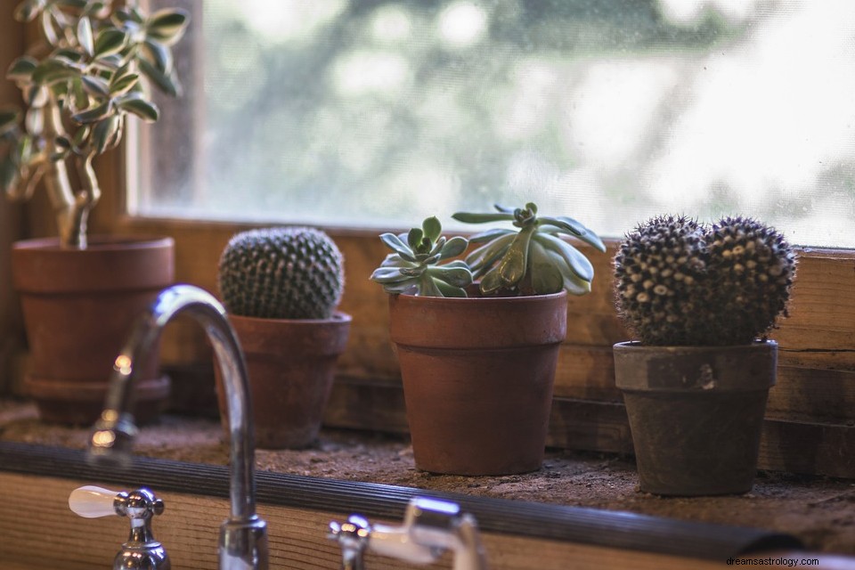 Cactus in een droom - Betekenis en uitleg 