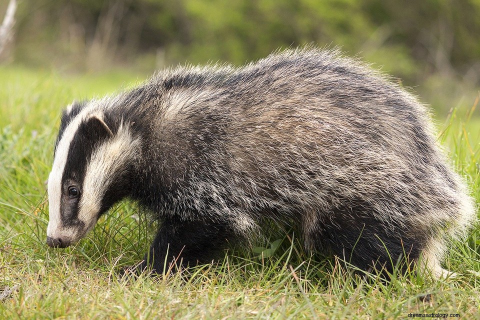 Badger - Signification et symbolisme des rêves 