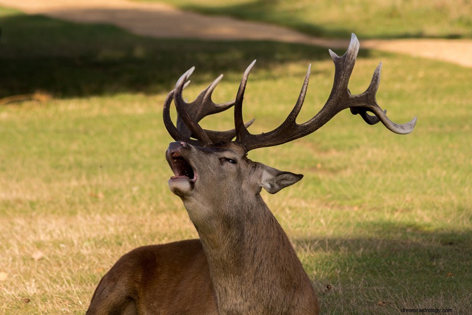 Bois de cerf dans un rêve - Signification et explication 