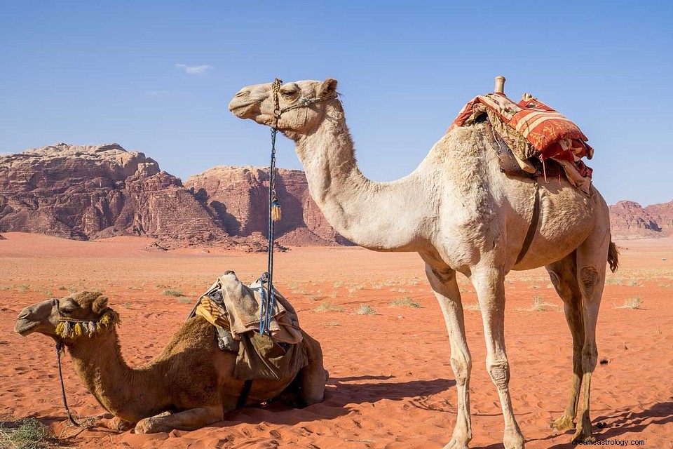 Camel in a Dream – Significato e interpretazione 