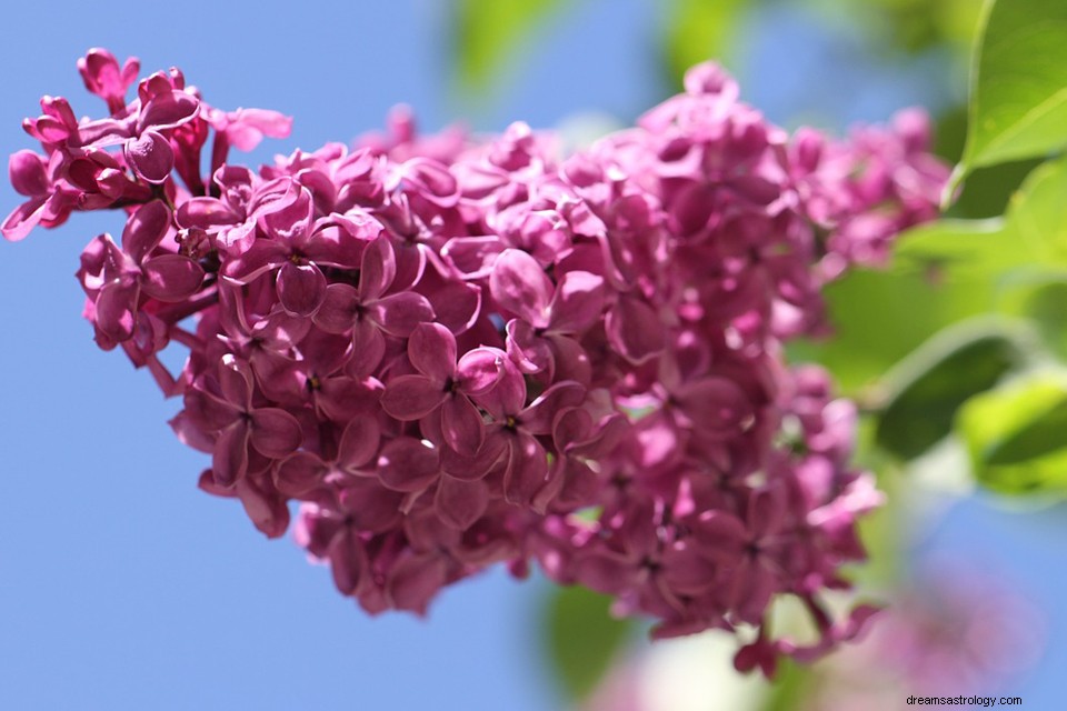 Lilac dalam Mimpi – Arti dan Simbolisme 