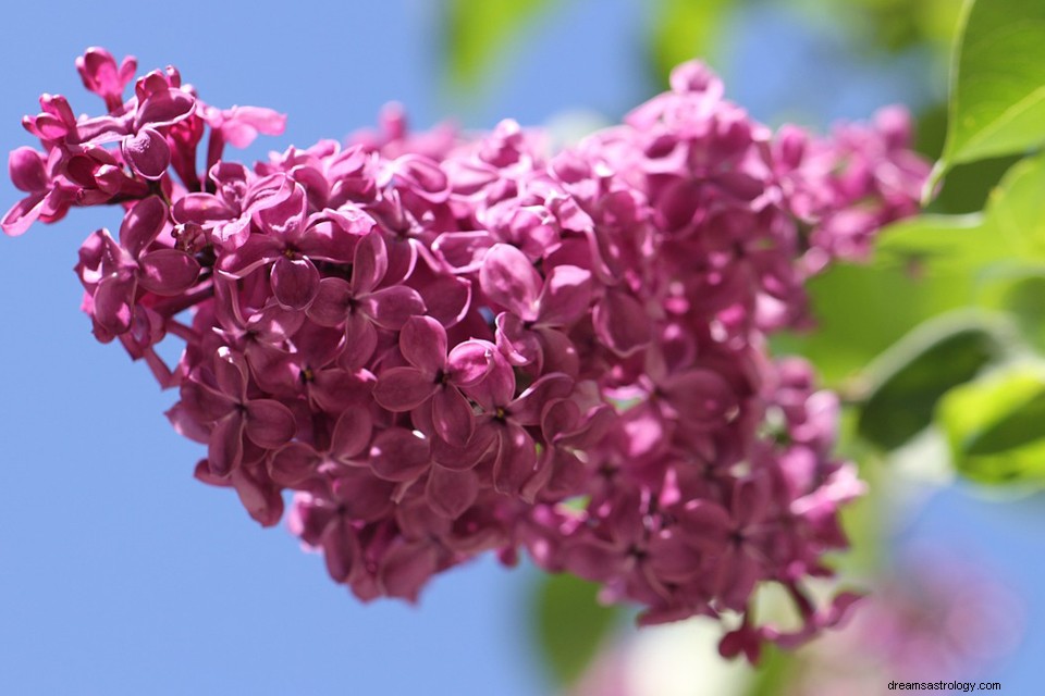 Lilas dans un rêve - Signification et symbolisme 