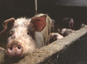 Cerdo – Significado y Simbolismo de los Sueños 