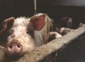 ブタ–夢の意味と象徴性 