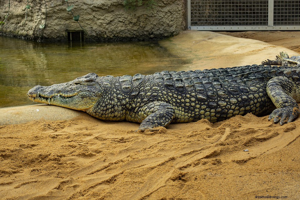 Drömmer om en krokodil – betydelse och förklaring 