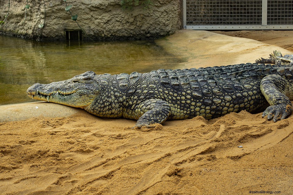 Rêver d un crocodile - Signification et explication 