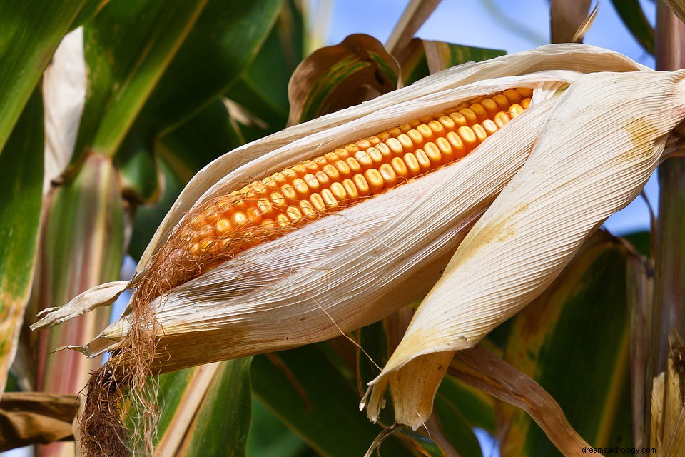 Kukurydza – senne znaczenie i symbolika 
