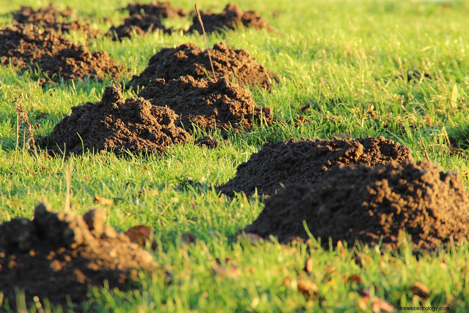 Sonhando com um Molehill - Significado e Explicação 