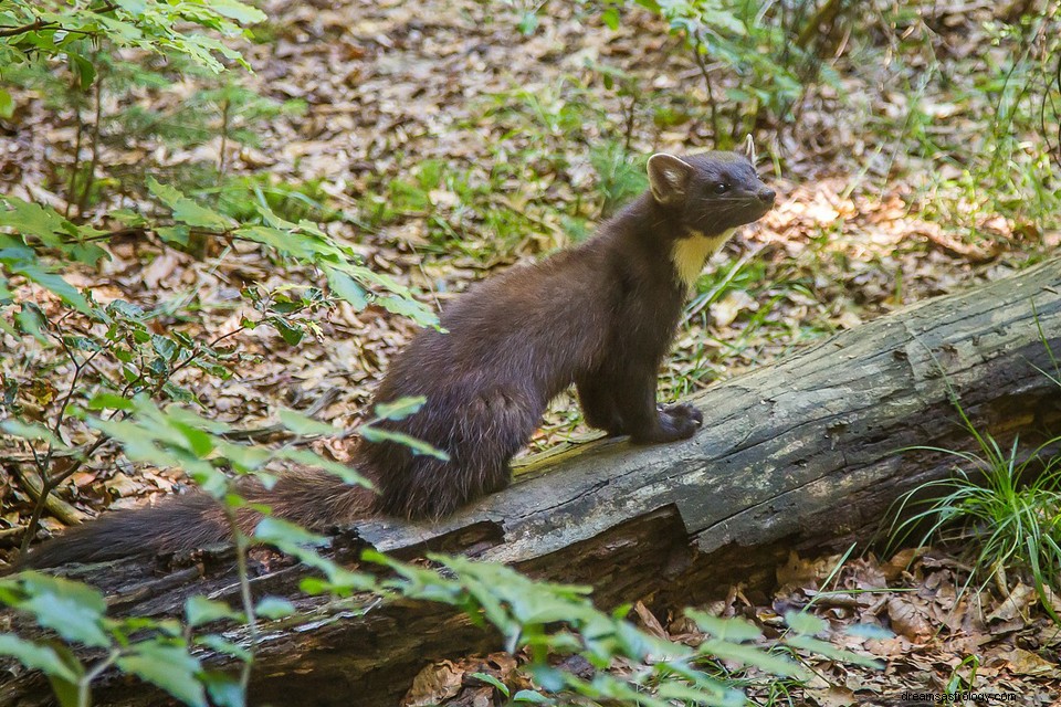 Marten - Droom betekenis en uitleg 