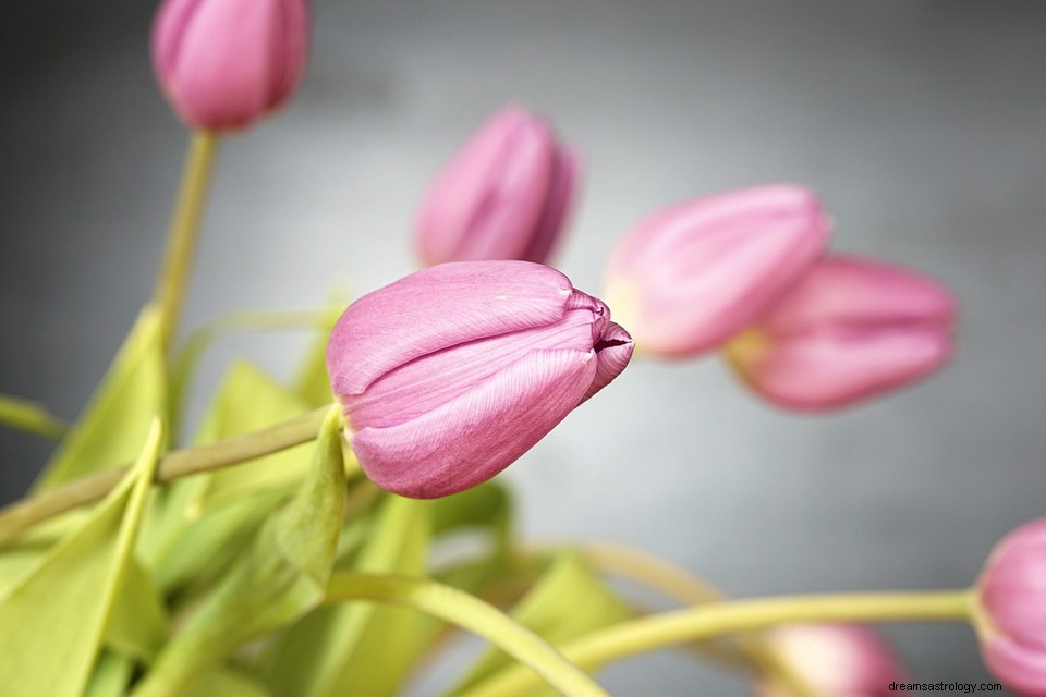Tulipes - Signification et explication des rêves 