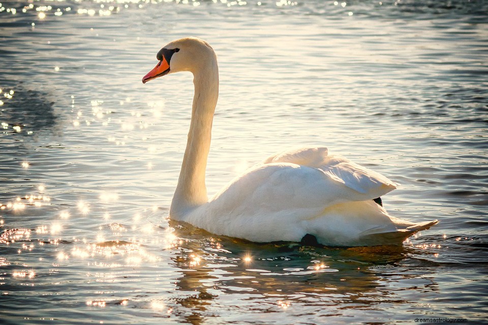 Labuť ve snu – význam a symbolika 