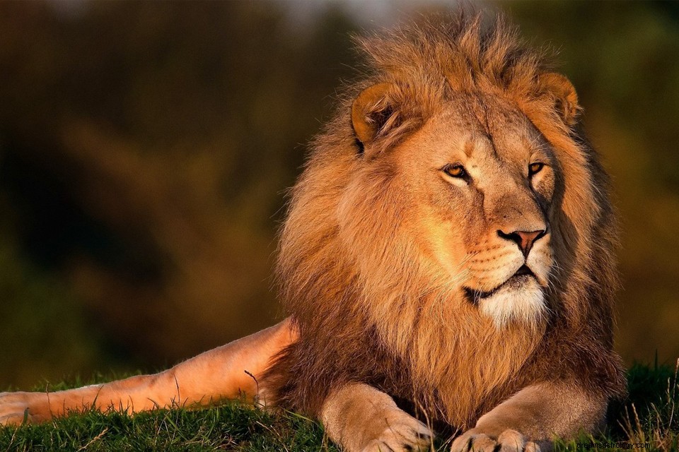 Drømmer om en løve – betydning og forklaring 