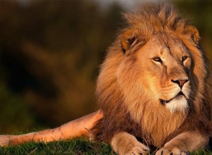 Rêver d un lion - Signification et explication 
