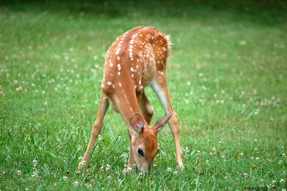 Fawn in a Dream - Betekenis en symboliek 