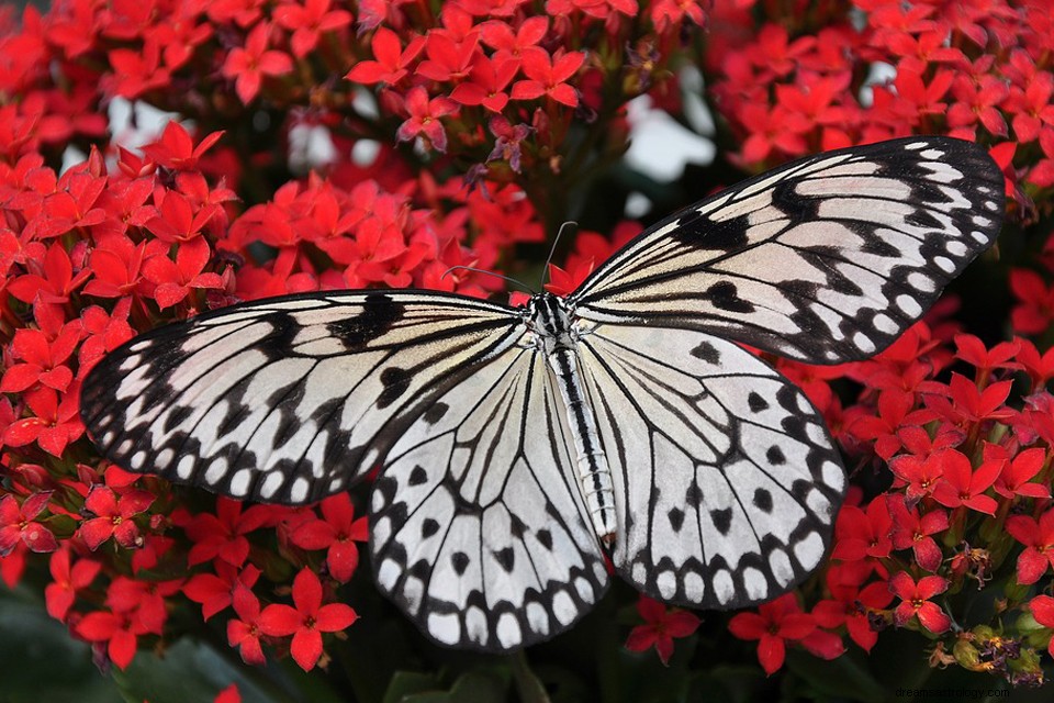 Borboleta em um sonho - significado e simbolismo 