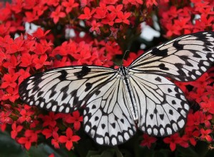 夢の中の蝶–意味と象徴性 