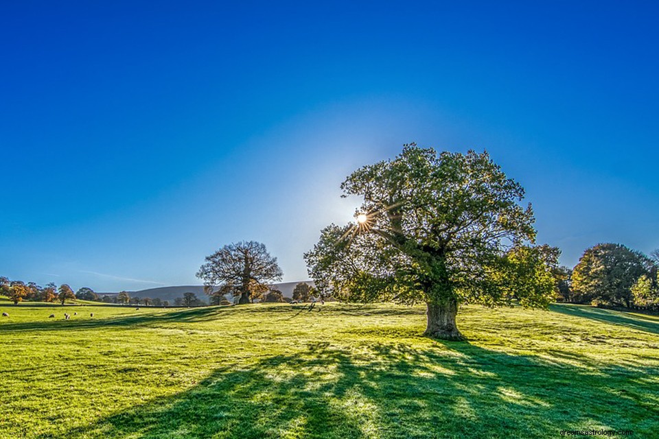 Was bedeutet es, vom Sommer zu träumen? 