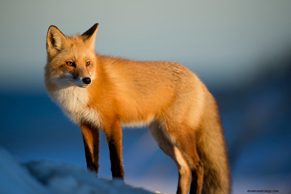 Fox - Drømmebetydning og -tolkning 