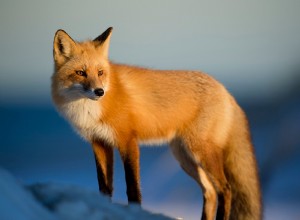 Fox - Drømmebetydning og -tolkning 