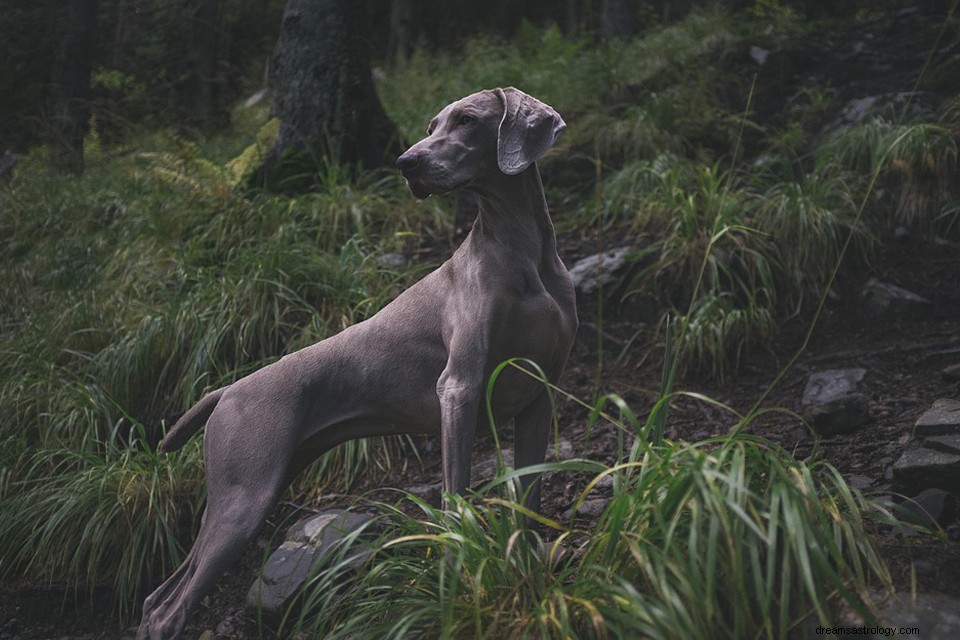 Cão de caça em um sonho - significado e simbolismo 