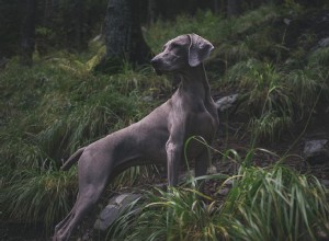 夢の中での猟犬–意味と象徴性 