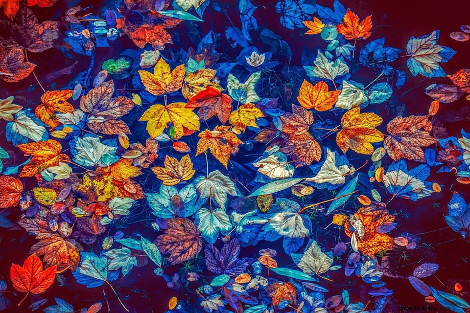 葉または葉–夢の意味と象徴性 