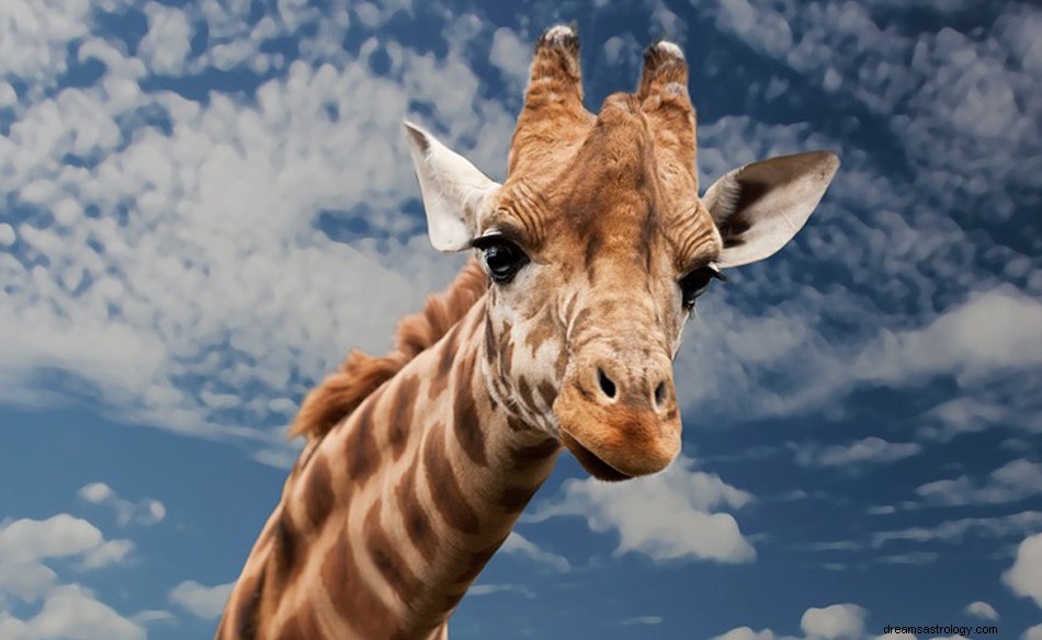 Giraffe i en drøm – mening og symbolikk 