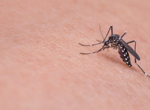 Snít o komárech – význam a symbolika 