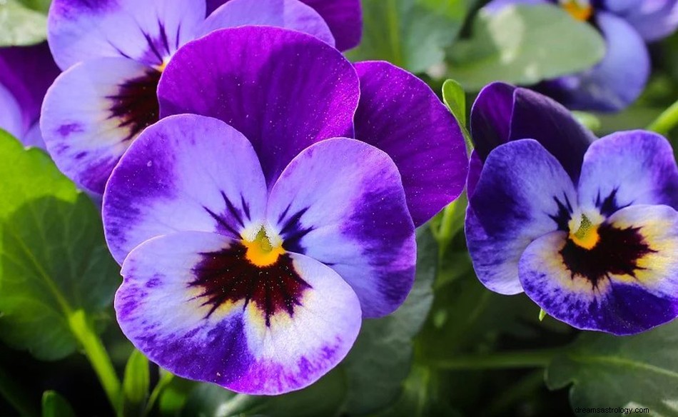 Apa Artinya Memimpikan Bunga Violet? 