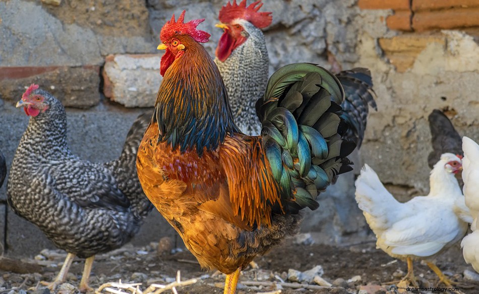 Poule dans un rêve - Signification et symbolisme 