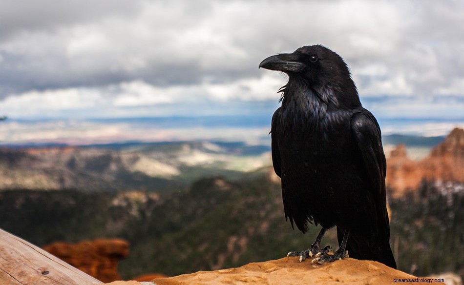 Bermimpi tentang Blackbird – Arti dan Simbolisme 