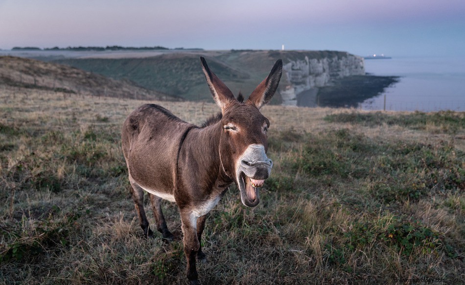 Burro em um sonho - significado e simbolismo 