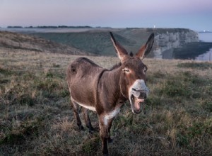 Burro en un sueño – Significado y simbolismo 