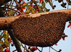 Co to znamená snít o úlu? 