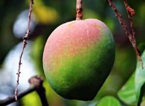 Mango – drømmebetydning og symbolikk 