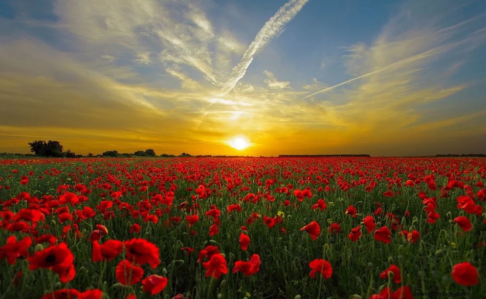 Coquelicot dans un rêve - Signification et symbolisme 