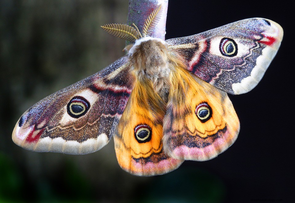 Moth - Drømmesymbolik og fortolkning 