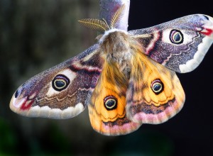 Moth – Drömsymbolik och tolkning 