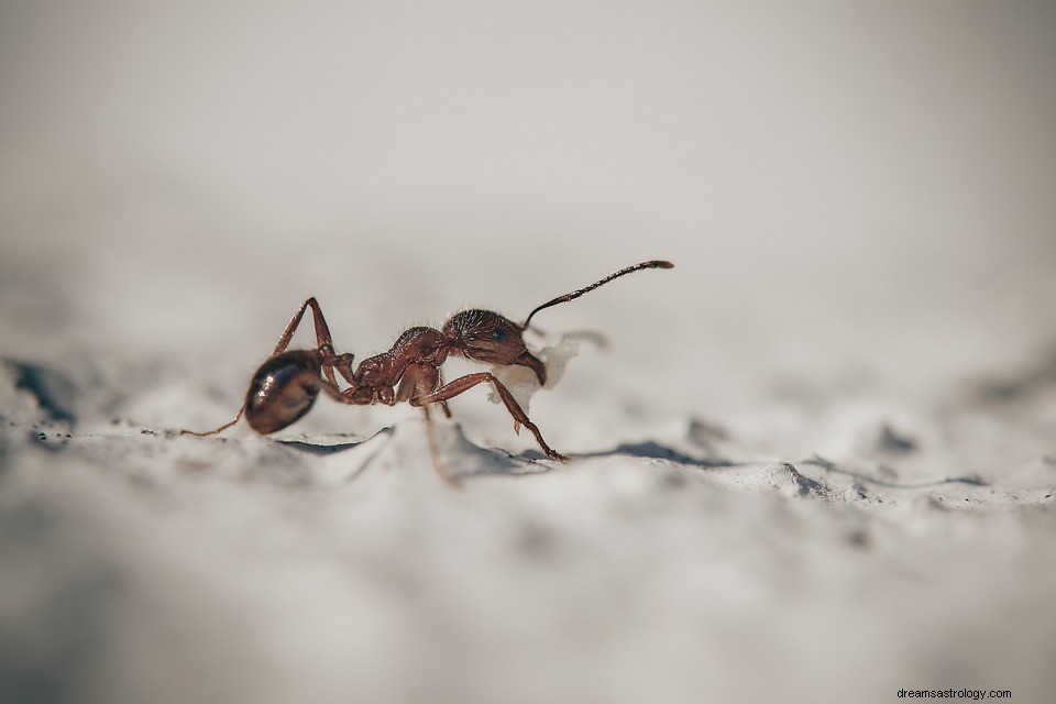 アリについての夢–意味と解釈 