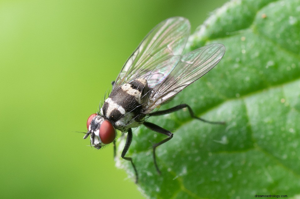 Fluga – vad betyder det att drömma om flugor? 