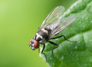 Voar – O que significa sonhar com mosca? 