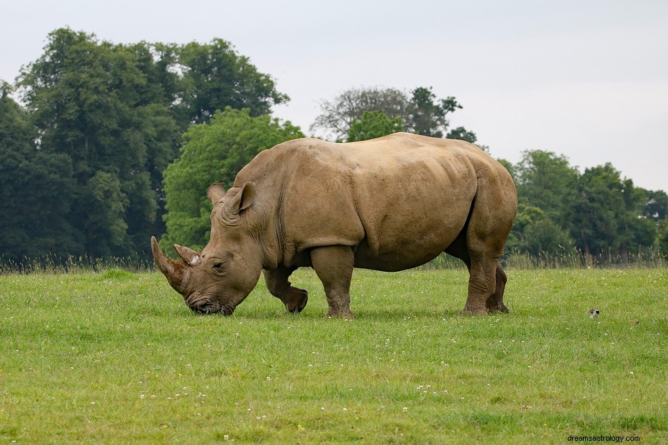 Neushoorn - Wat betekent het om te dromen van een neushoorn? 