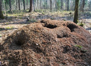 Ameisenhaufen in einem Traum – Bedeutung und Erklärung 