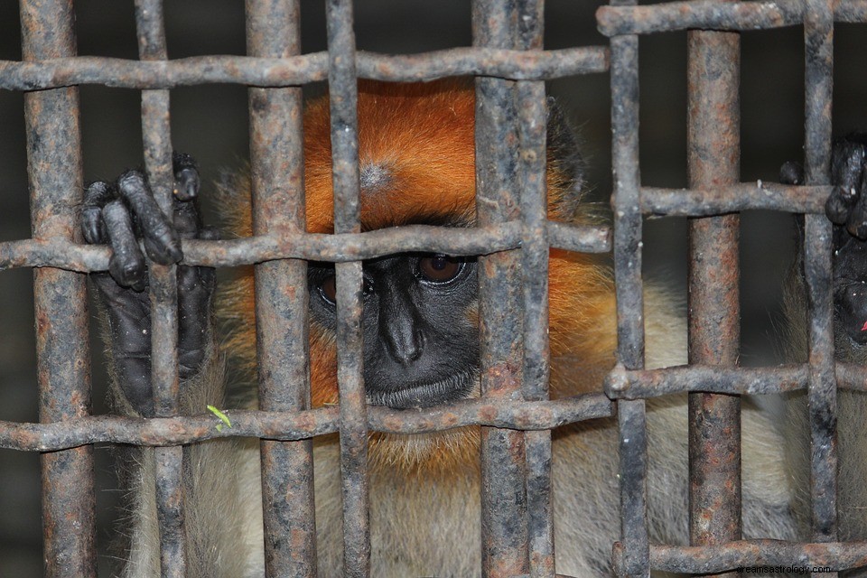 Ménagerie dans un rêve - Signification et symbolisme 