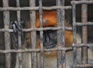Ménagerie dans un rêve - Signification et symbolisme 