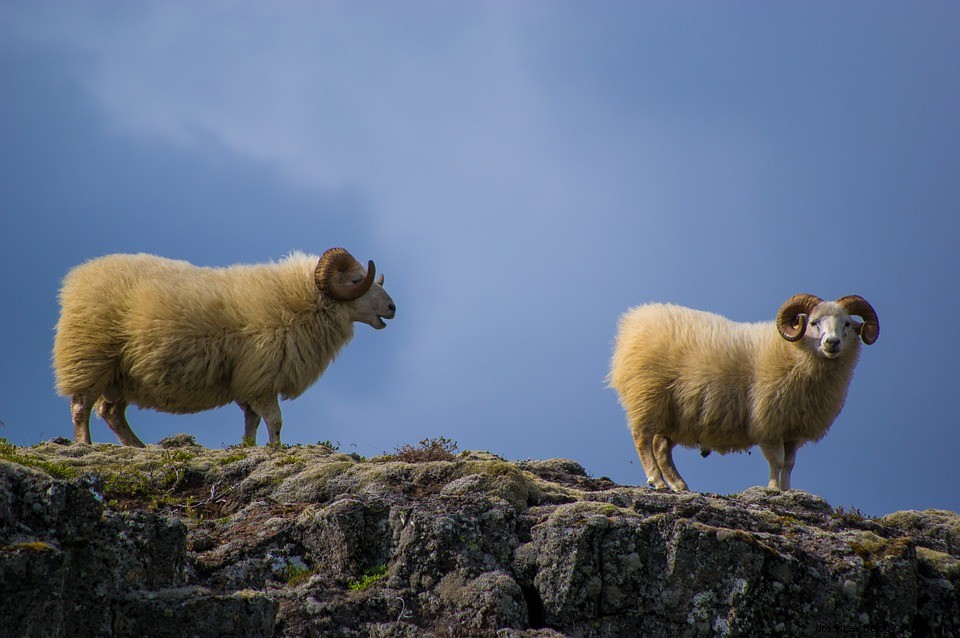 Ram in een droom - Betekenis en symboliek 